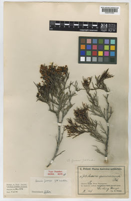 Kew Gardens K000791603:  Pritzel, E. [706] Australia