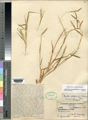 Kew Gardens K000281978:  Mundy, H.G. [5038] Congo, Democratic Republic of the