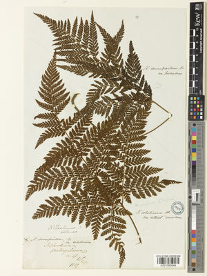 Kew Gardens K001080644:  Colenso [s.n.] New Zealand