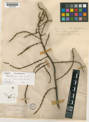 Kew Gardens K000701818:  s.coll. [s.n.] Indonesia