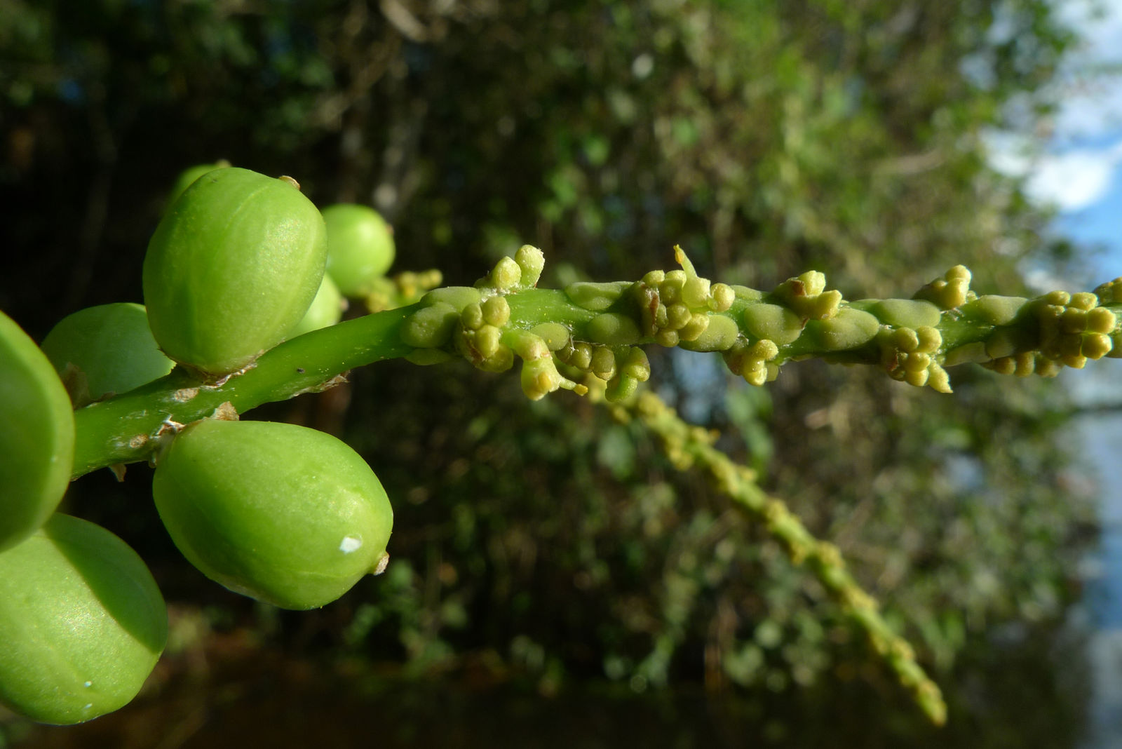 Sapium pallidum (Müll.Arg.) Huber | Plants of the World Online | Kew ...