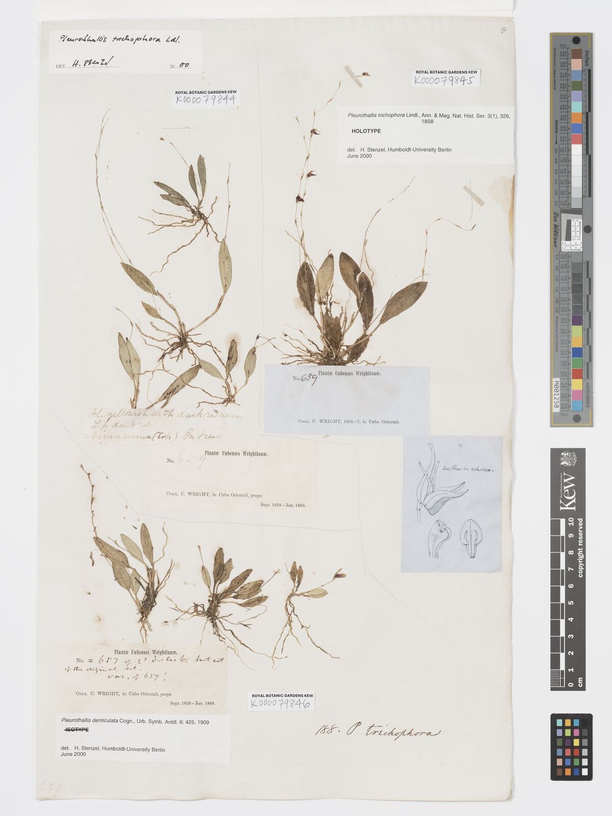 Kew Gardens K000079846:  Wright, C. Cuba