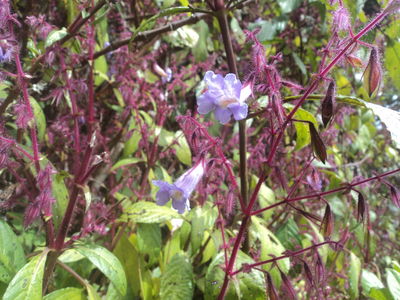 Strobilanthes pulcherrima T.Anderson | Plants of the World Online | Kew ...
