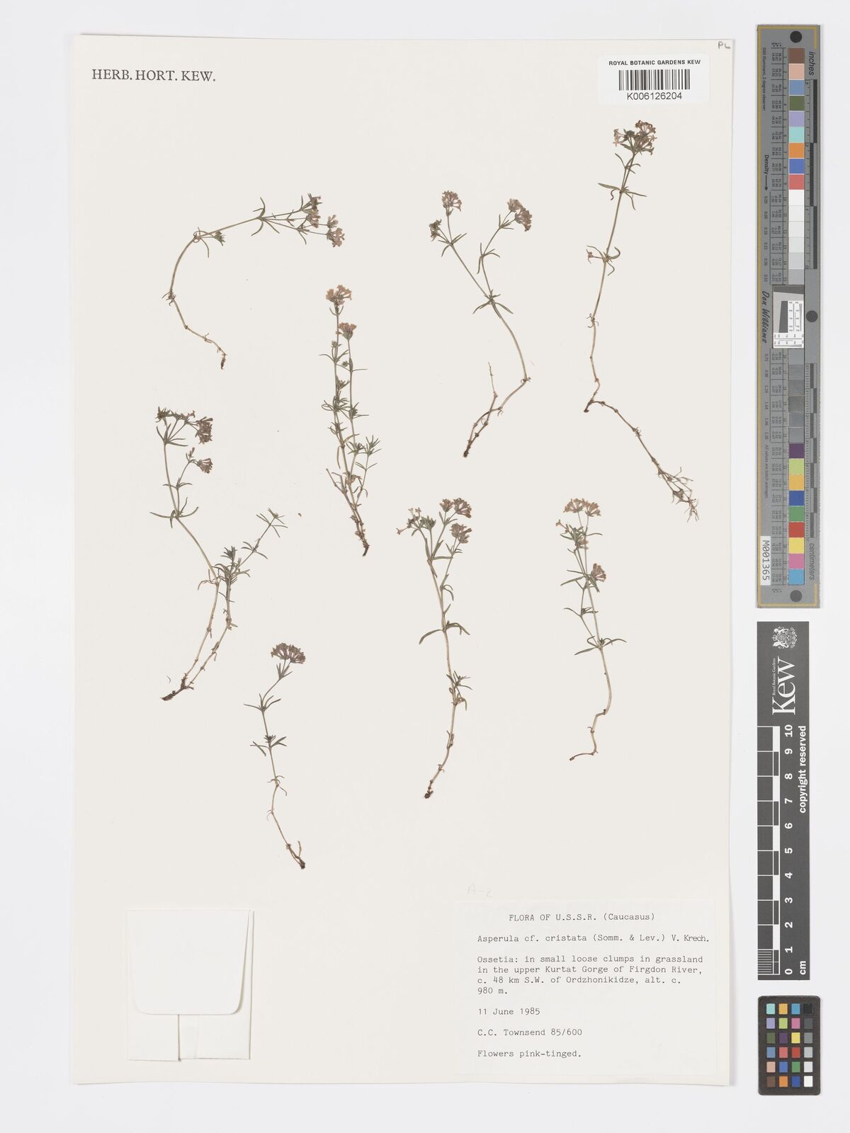 Asperula cristata