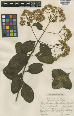 Kew Gardens K000486732:  Ekman, E.L. [H5194] Haiti