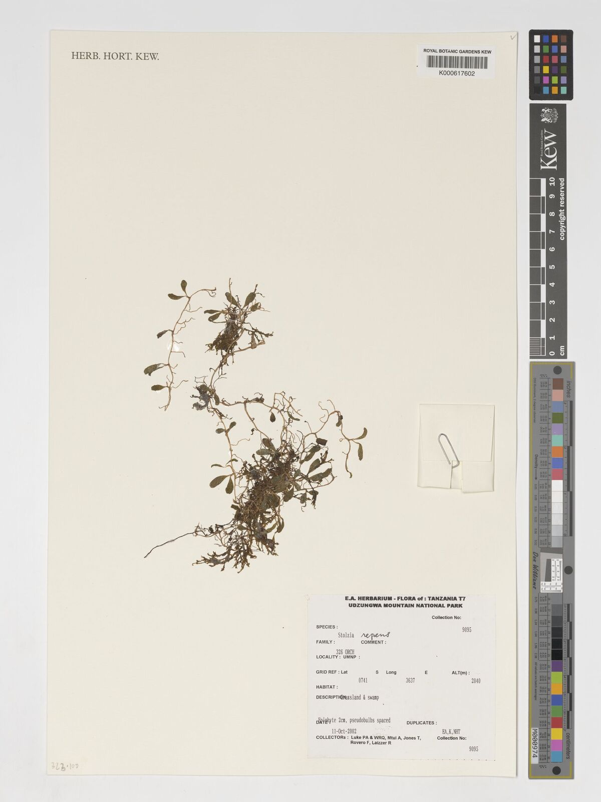Stolzia repens