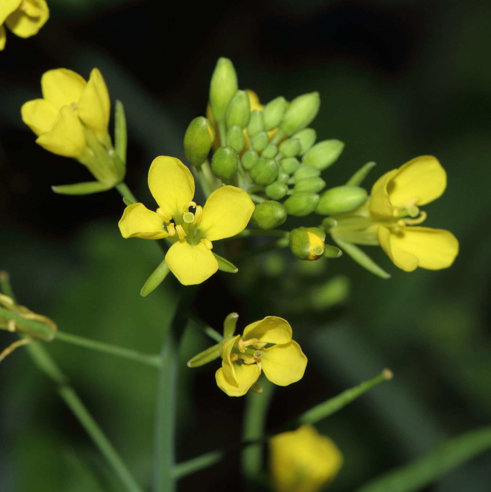 Brassica juncea Mustard Salad Curative Seeds Flowers from Ukraine 1 Gram 