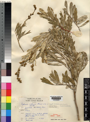 Kew Gardens K000262637:  Lebrun, J. [3594] Congo, Republic of the