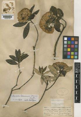 Kew Gardens K000221537:  Lehmann, F.C. [7946] Ecuador