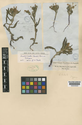 Kew Gardens K000449420:  s.coll. [62]