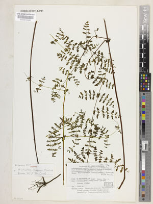 Kew Gardens K000519428:  Hennipman, E. [5367] Indonesia