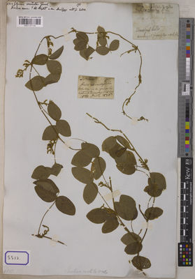 Kew Gardens K001121138:  s.coll. [Cat. no. 5512] India