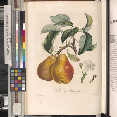 Pyrus communis L. | Plants of the World Online | Kew Science