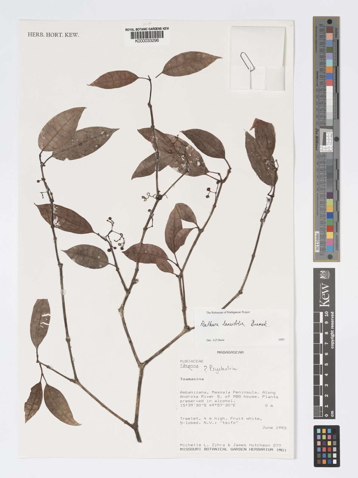 Psychotria antsirananensis