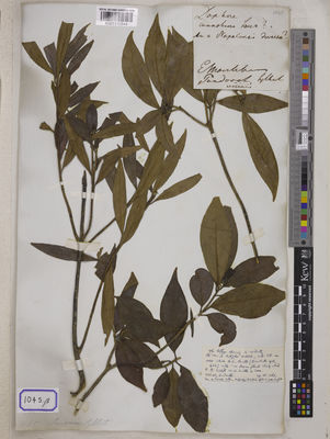 Kew Gardens K001110844:  Blinkworth, R. [Cat. no. 1045] India