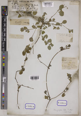 Kew Gardens K001115811:  s.coll. [Cat. no. 2382]