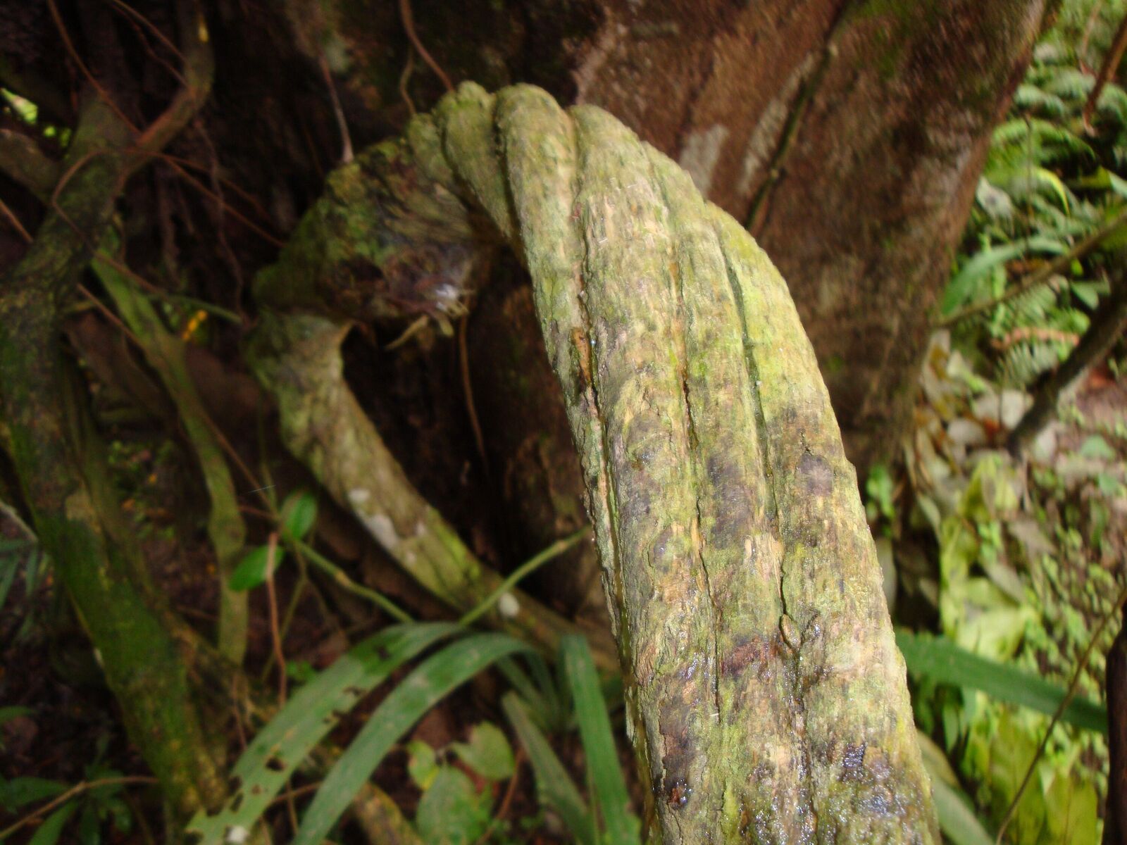 Banisteriopsis caapi