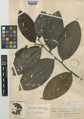 Kew Gardens K000487309:  Lehmann, F.C. [4616] Colombia