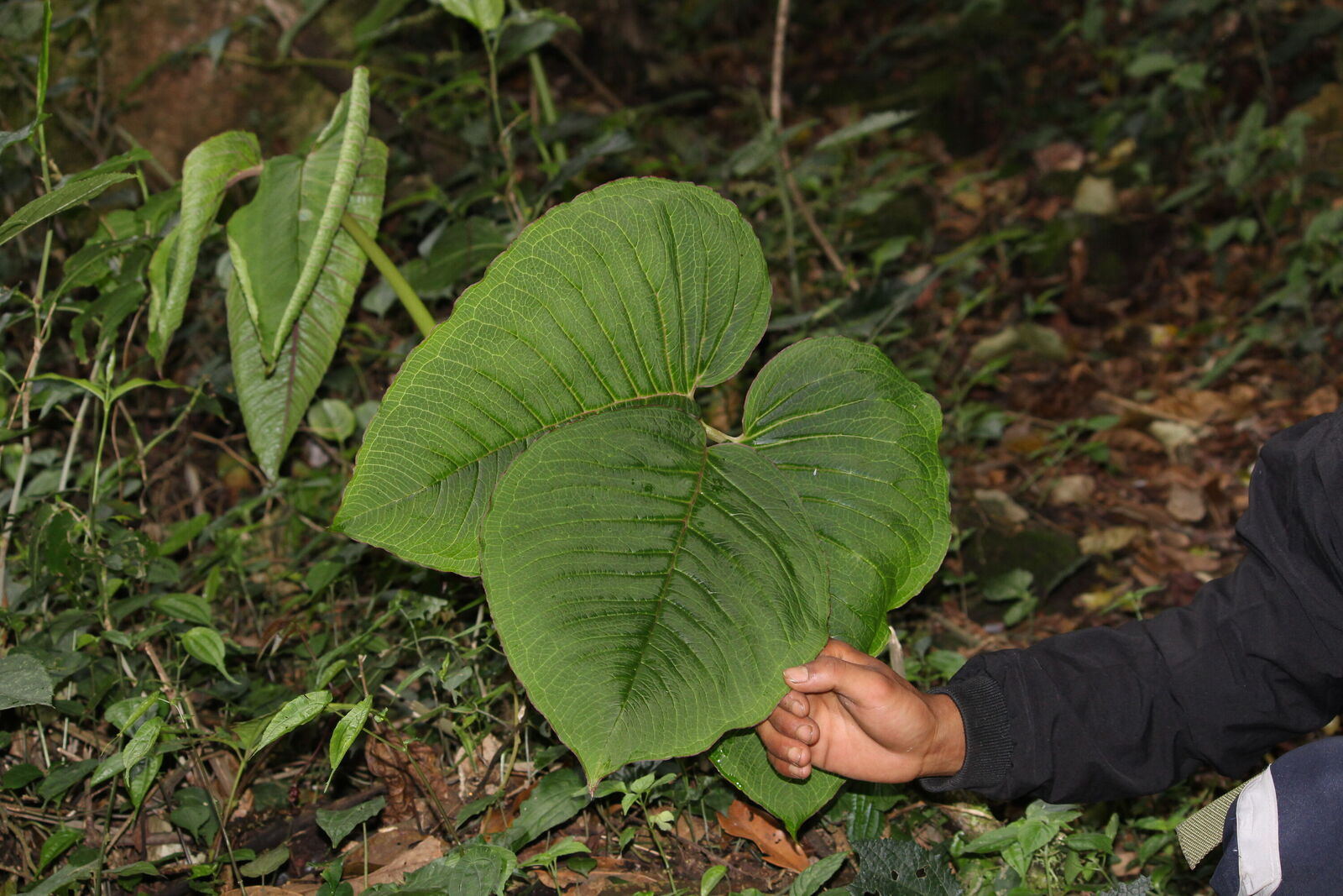 レコード Sold at Auction: Pierre Courtin, Pierre Louis Maurice