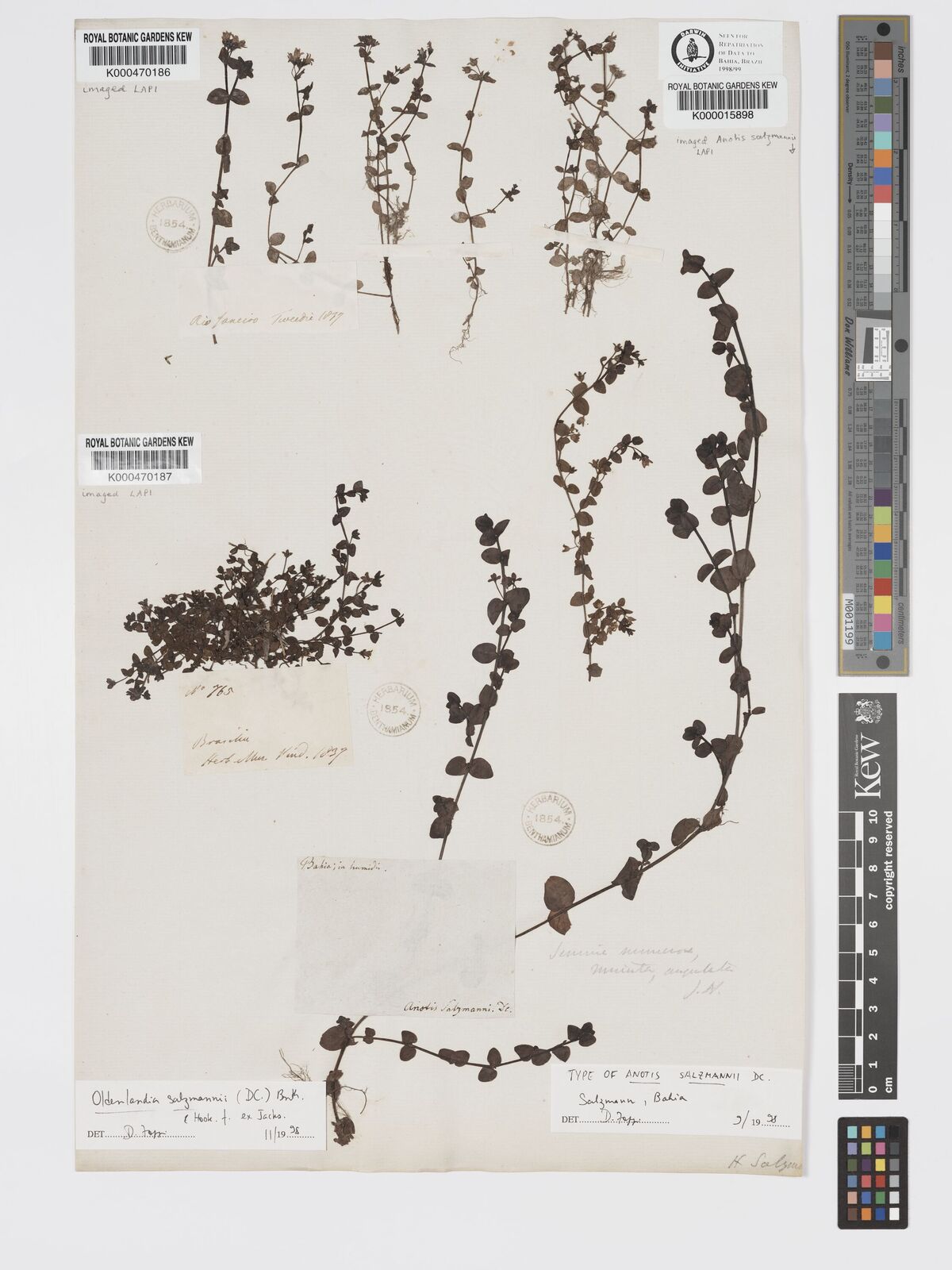 Kew Gardens K000015898:  s.coll. [s.n.] Brazil