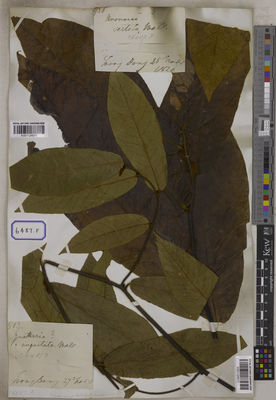 Kew Gardens K001124013:  Wallich, N. [Cat. no. 6487] Burma