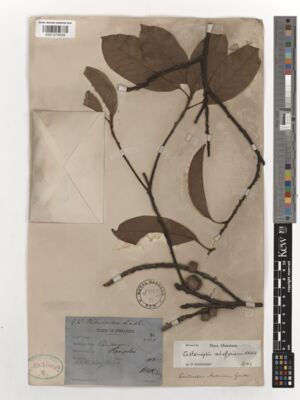 Kew Gardens K001579039:  Ridley, H.N. [3389] Singapore