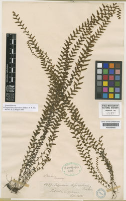 Kew Gardens K000590683:  Spruce, R. [5637] Ecuador