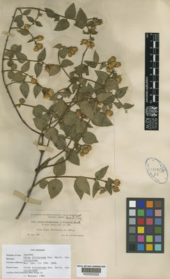 Kew Gardens K000323222:  Tuerckheim, H., von [1353] Guatemala