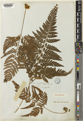 Kew Gardens K000061847:  Griffith, W. [s.n.] Bhutan