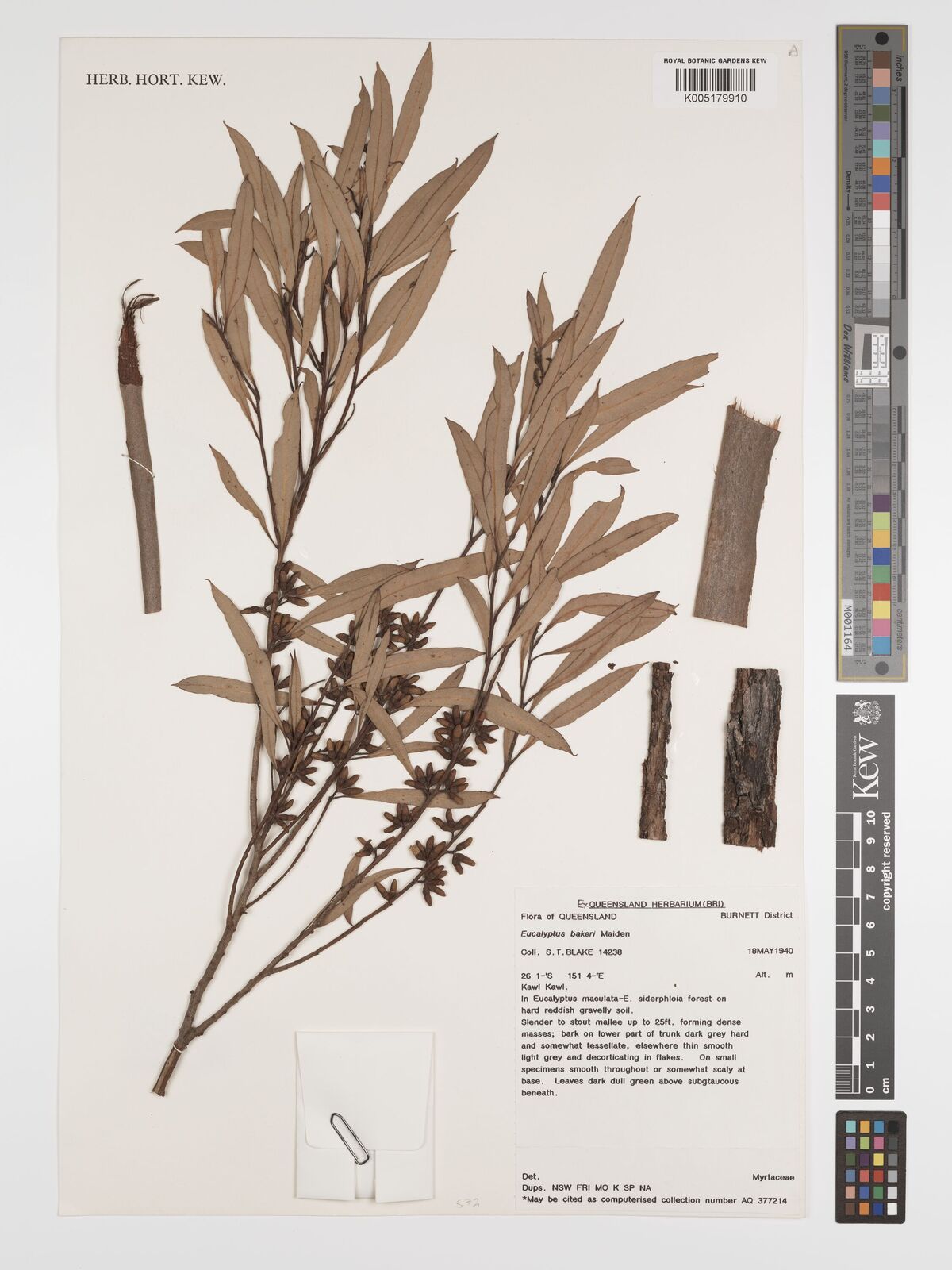 Eucalyptus bakeri
