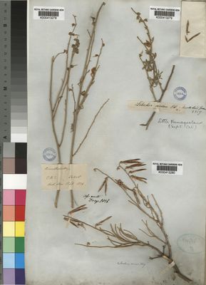 Kew Gardens K000413280:  Drege [s.n.] South Africa