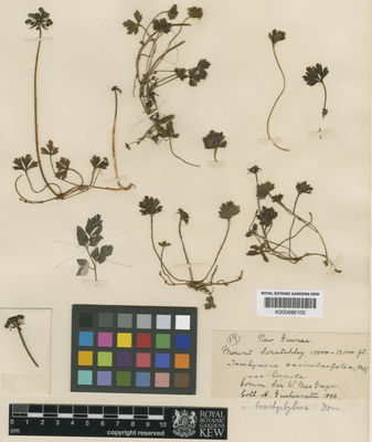 Kew Gardens K000686105:  Giulianetti, A. [s.n.] Papua New Guinea