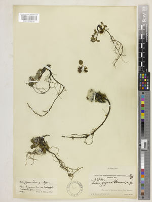 Kew Gardens K001079516:  Wiegand, K.M.; Long, B. [27950] Canada