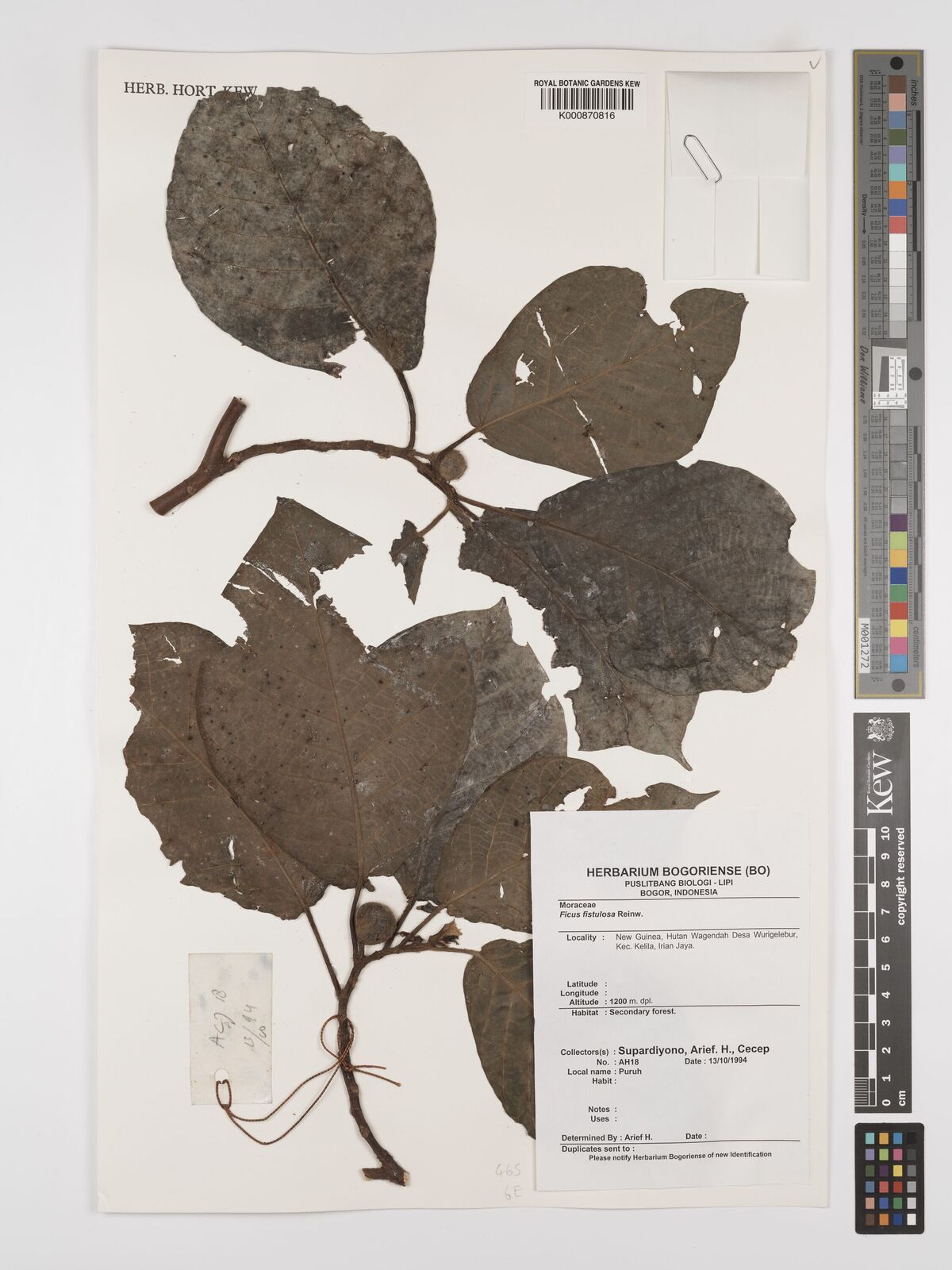 Ficus fistulosa Reinw. ex Blume | Plants of the World Online | Kew Science