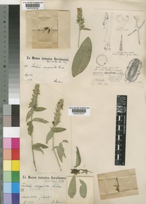 Kew Gardens K000378726:  [Buskner] [33] Angola