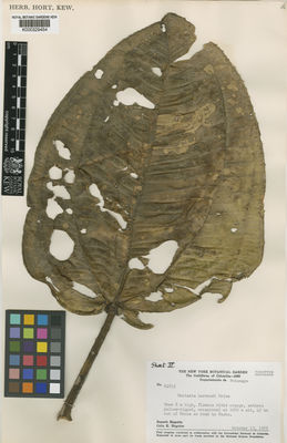 Kew Gardens K000329454:  Maguire, B.; Maguire, C.K. [61833] Colombia