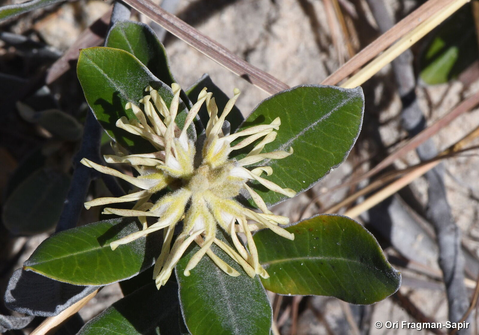 Pervillaea