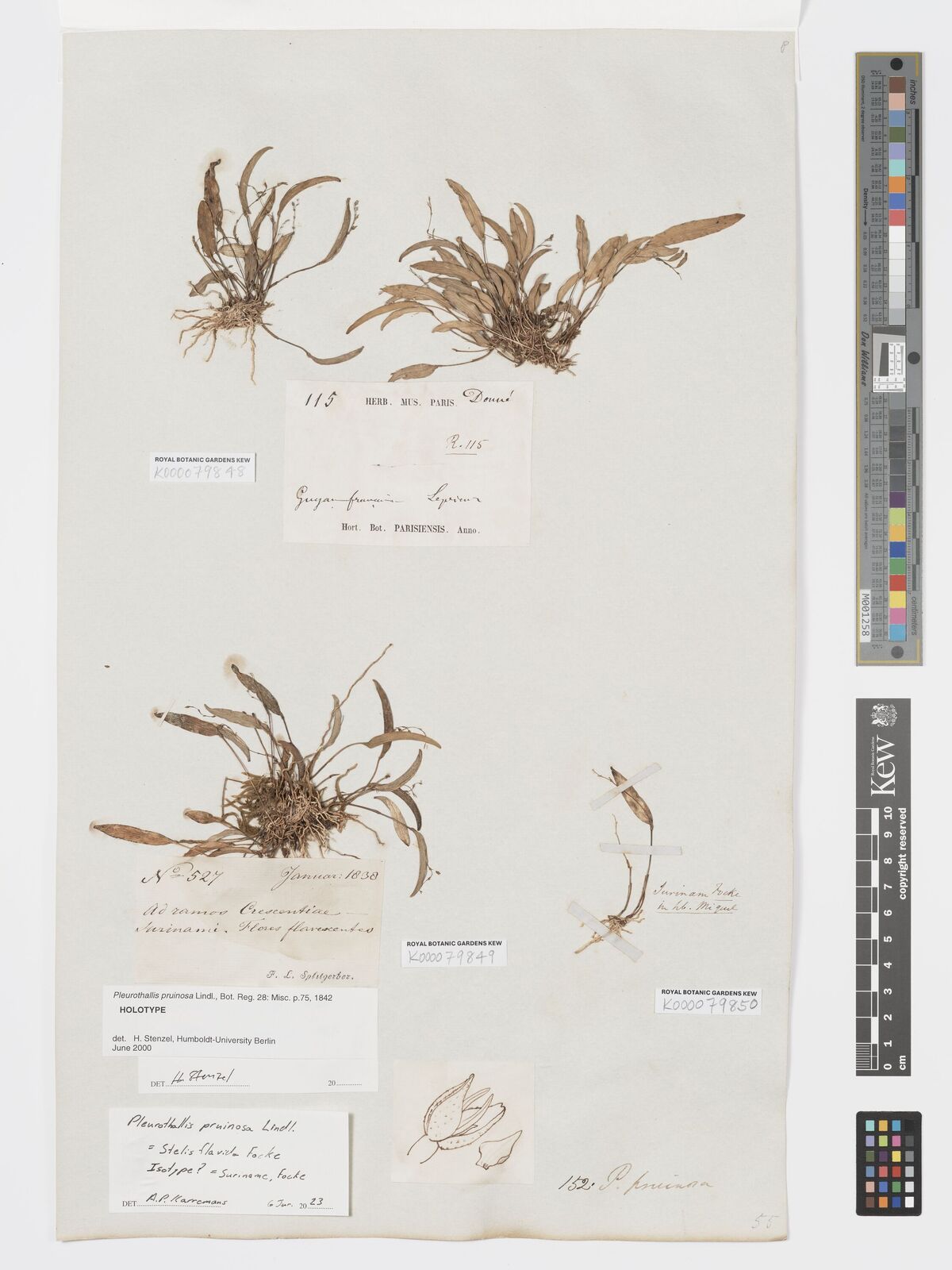 Kew Gardens K000079850:  Focke [s.n.] Suriname
