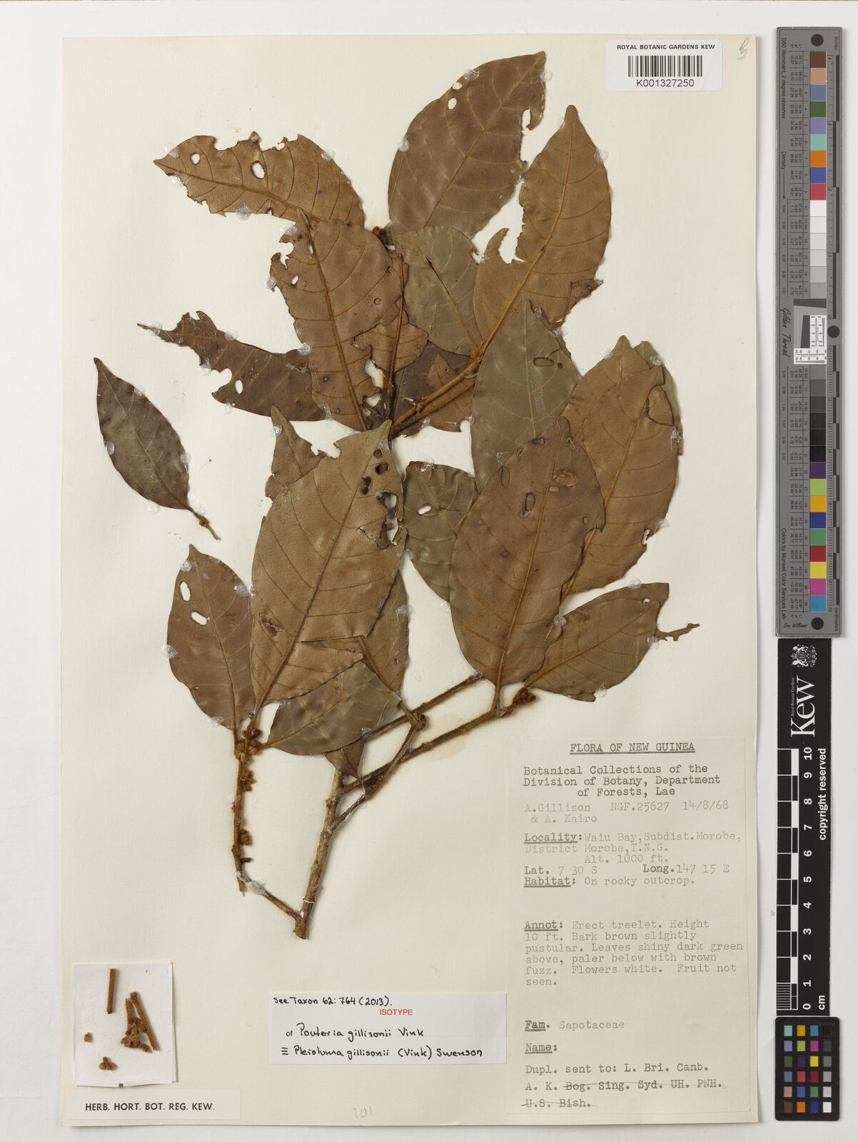 Kew Gardens K001327250:  Gillison, A. & Kairo, A. [NGF 25627] Papua New Guinea