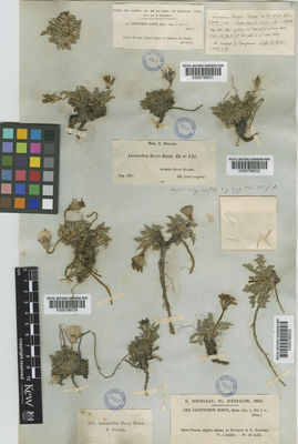 Kew Gardens K000796534:  s.coll. [222] Spain