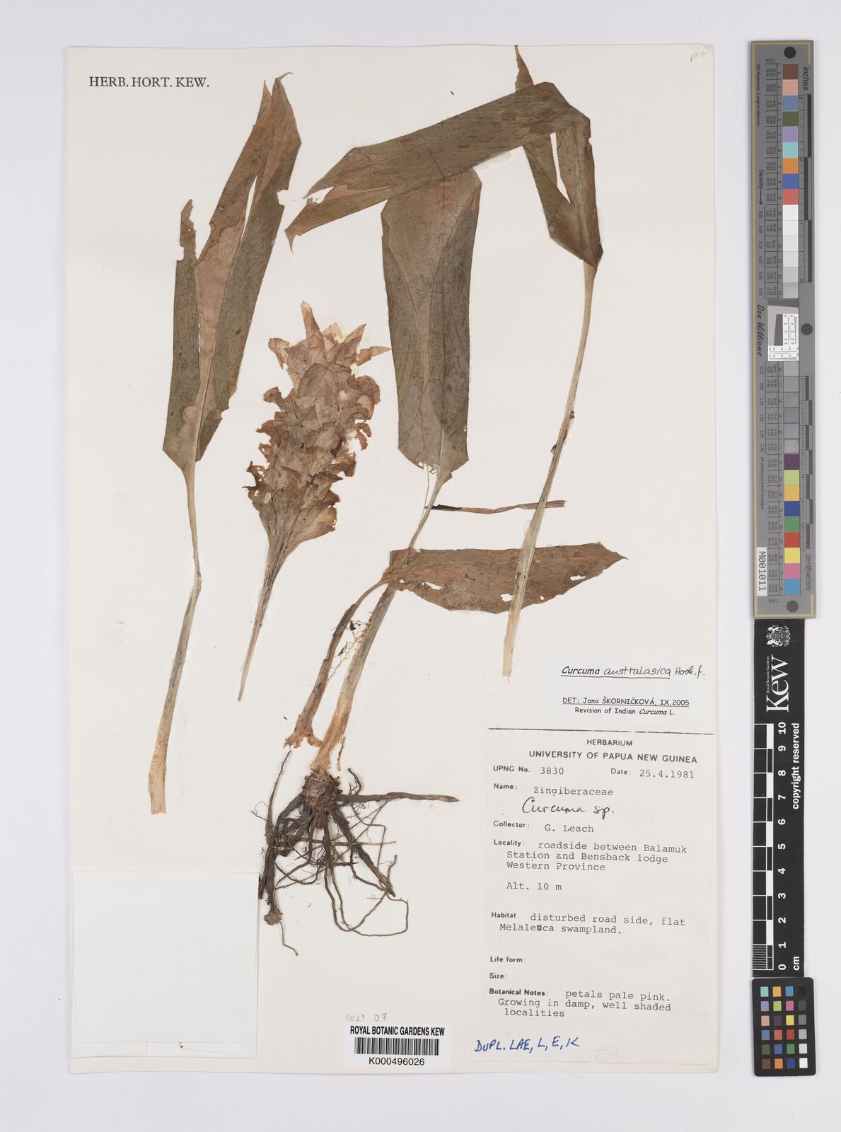 Kew Gardens K000496026:  Leach, G.J. [3830] Papua New Guinea