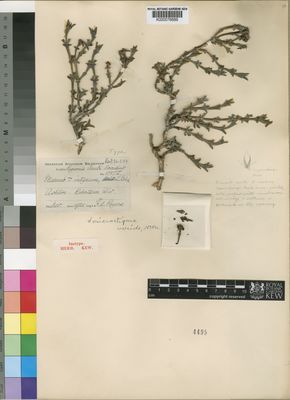 Kew Gardens K000076689:  Rogers, F.A. [17175] South Africa