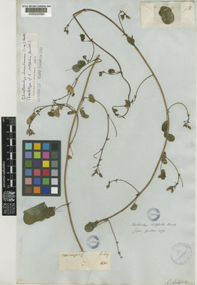 Kew Gardens K000222382:  Gardner, G. [3671] Brazil