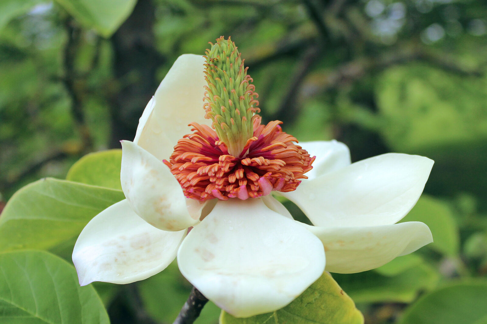 Magnolia × wieseneri