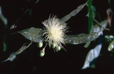 Syzygium Jambos (L.) Alston | Plants Of The World Online | Kew Science