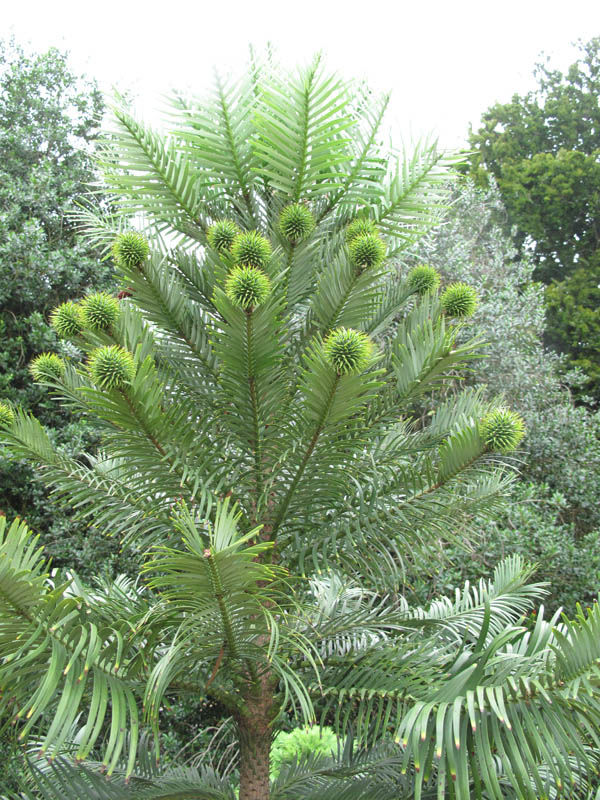 Echte Wollemi Pine Wollemie Pflanze 40cm Wollemia nobilis lebendes Fossil rar 