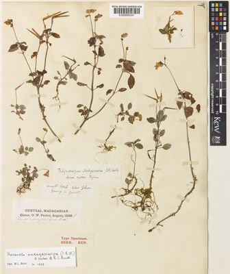 Kew Gardens K000858341:  Parker, G.W. [s.n.] Madagascar