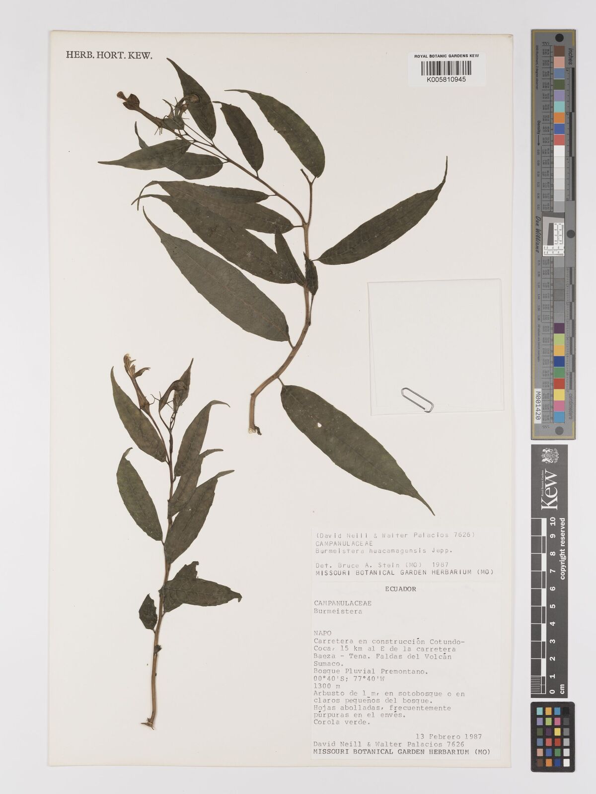 Burmeistera huacamayensis