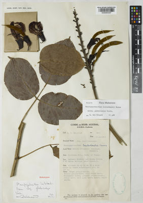 Kew Gardens K000900297:  Hoogland, R.D. [3953] Papua New Guinea