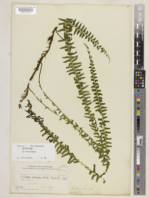 Kew Gardens K000116312:  Merrill, E.D. [1774] Philippines